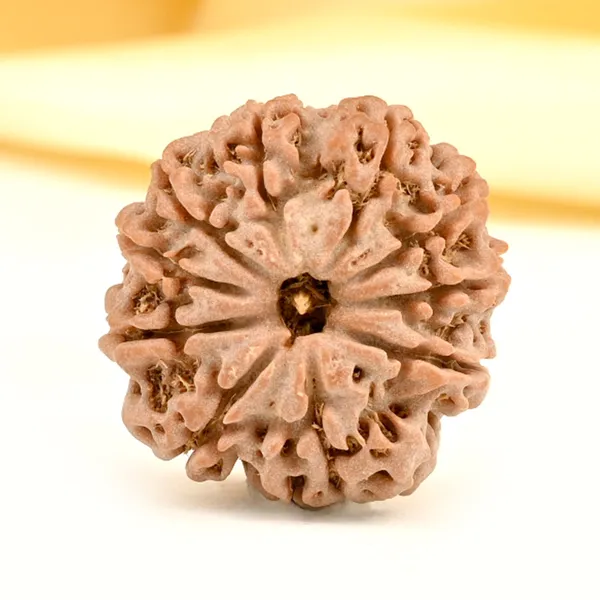 10_Mukhi_From_Nepal_Small_Cd