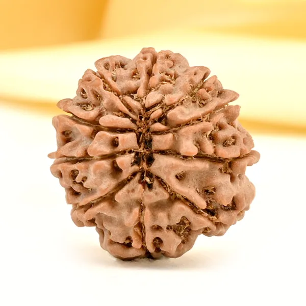 10_Mukhi_From_Nepal_Small_Cd