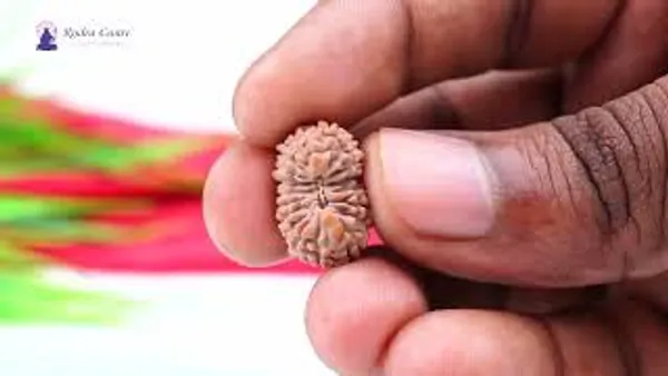 18_Mukhi_From_Java_Indonesia_Xcviii