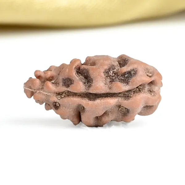 1_Mukhi_Rudraksha_Bead_From_Java_Indonesia