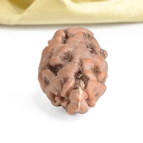 1_Mukhi_Rudraksha_Bead_From_Java_Indonesia