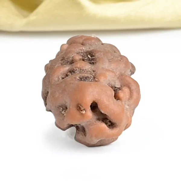 1_Mukhi_Rudraksha_Bead_From_Java_Indonesia
