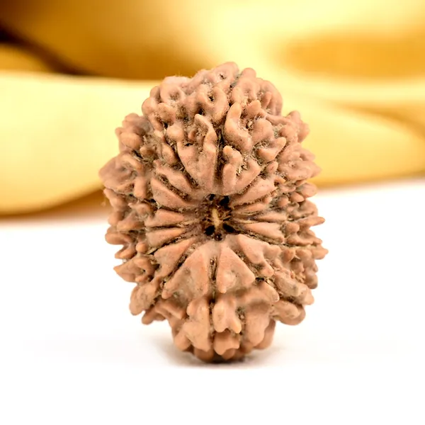 Techpandit_14_Mukhi_Nepali_Rudraksha_Bead