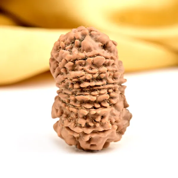 Techpandit_14_Mukhi_Nepali_Rudraksha_Bead
