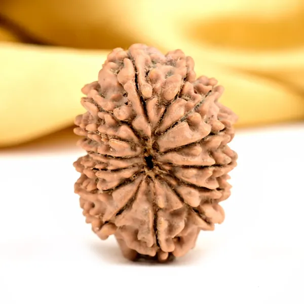 Techpandit_14_Mukhi_Nepali_Rudraksha_Bead