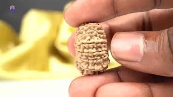 Techpandit_14_Mukhi_Nepali_Rudraksha_Bead