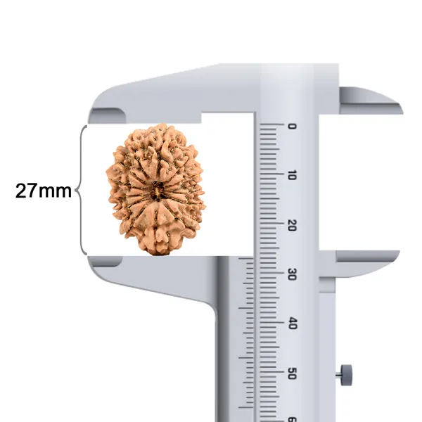 Techpandit_14_Mukhi_Nepali_Rudraksha_Bead