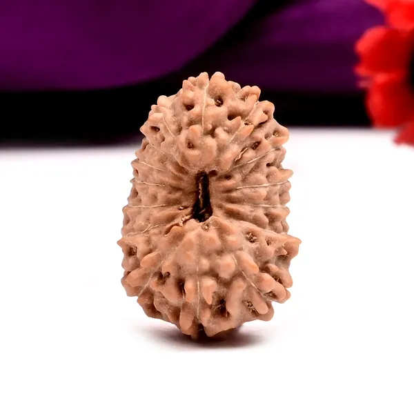 15_Mukhi_From_Java_Indonesia_Large_Cviii