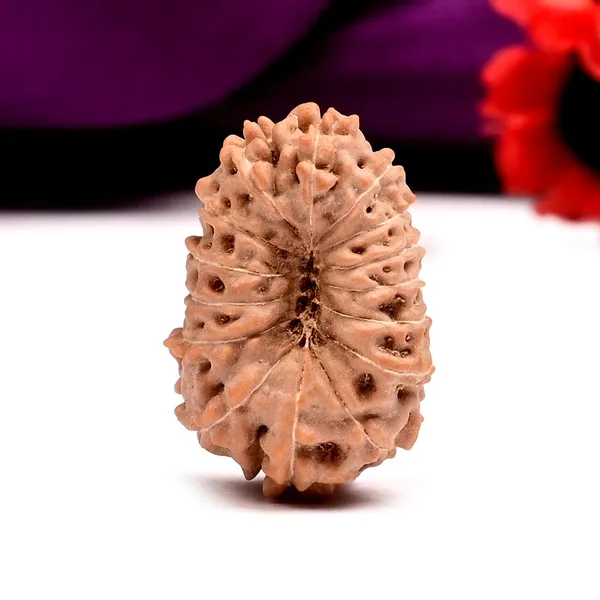 15_Mukhi_From_Java_Indonesia_Large_Cviii