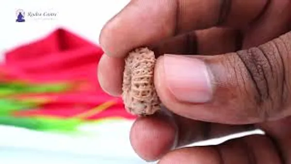 15_Mukhi_From_Java_Indonesia_Large_Cviii