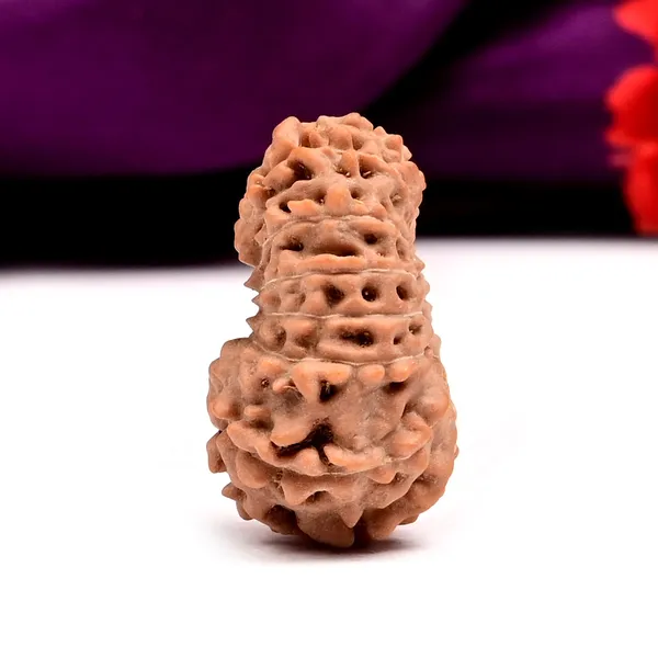 15_Mukhi_From_Java_Indonesia_Large_Cviii
