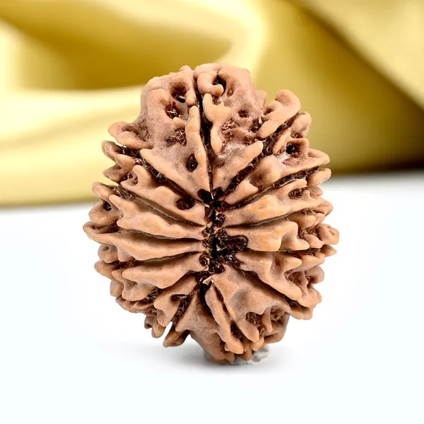 Techpandit_13_Mukhi_Nepal_Rudraksha_Bead_Brown