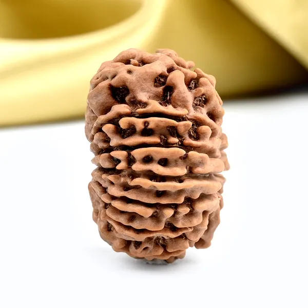 Techpandit_13_Mukhi_Nepal_Rudraksha_Bead_Brown