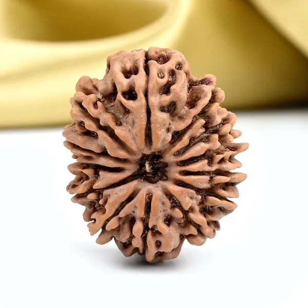 Techpandit_13_Mukhi_Nepal_Rudraksha_Bead_Brown