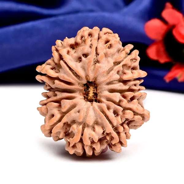 12_Mukhi_From_Nepal_Large_Cxxiv