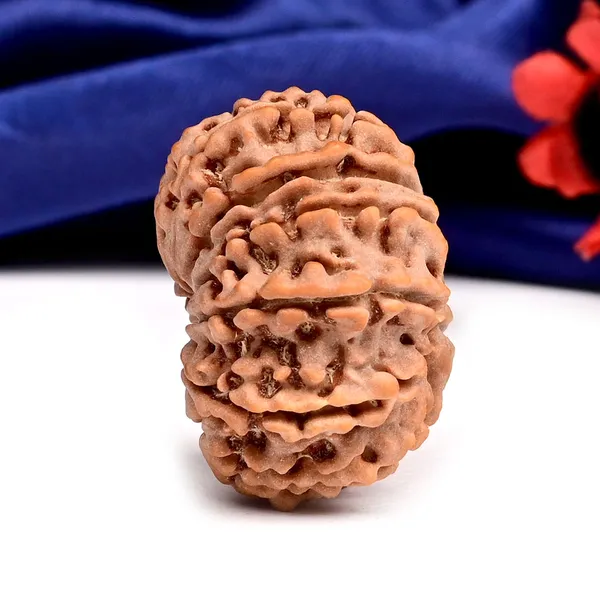 12_Mukhi_From_Nepal_Large_Cxxiv