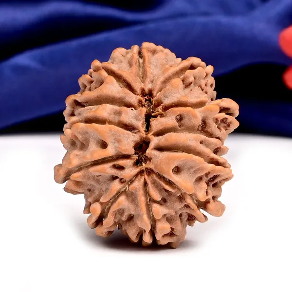 12_Mukhi_From_Nepal_Large_Cxxiv