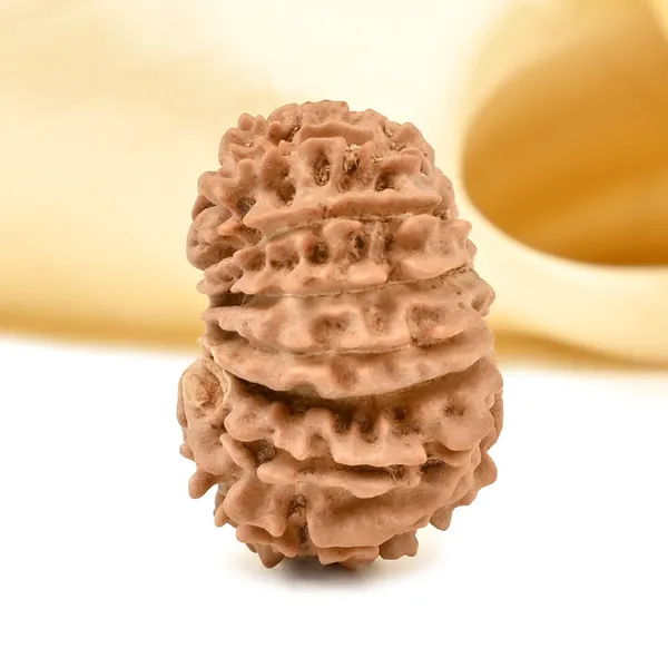 15_Mukhi_From_Nepal_Tiny_Xi