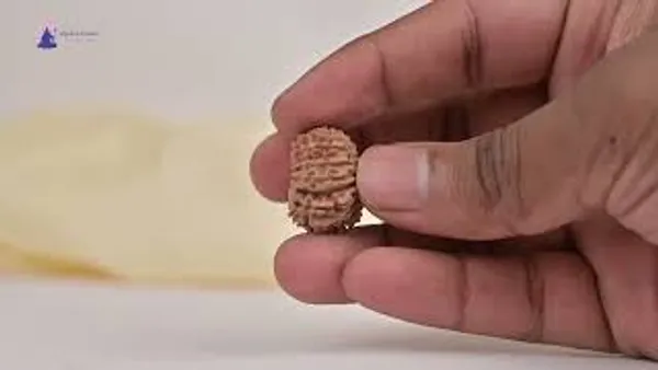 15_Mukhi_From_Nepal_Tiny_Xi