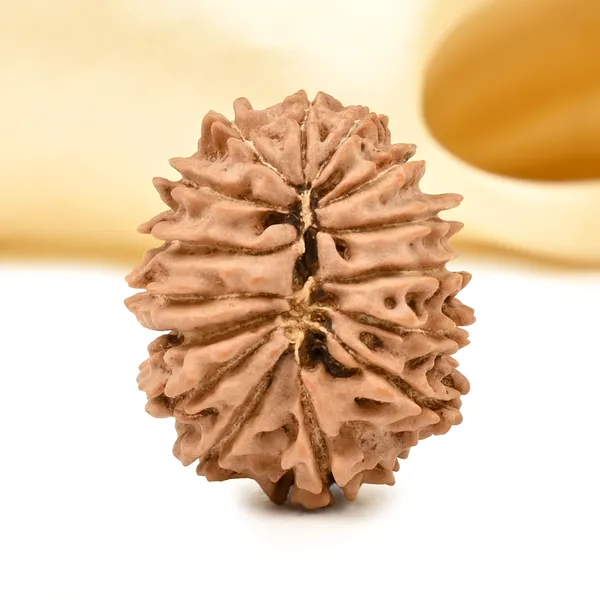 15_Mukhi_From_Nepal_Tiny_Xi