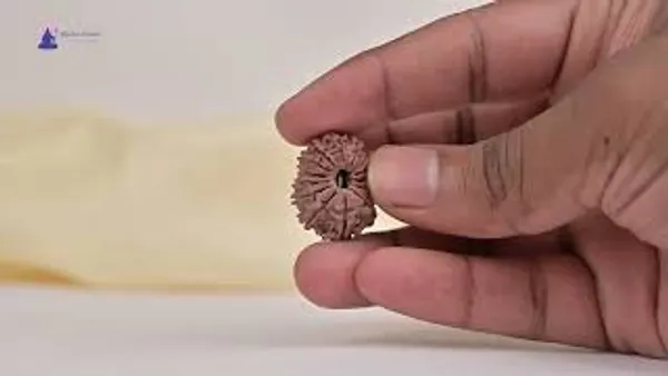 14_Mukhi_Rudraksha_Bead_Nepal_Tiny