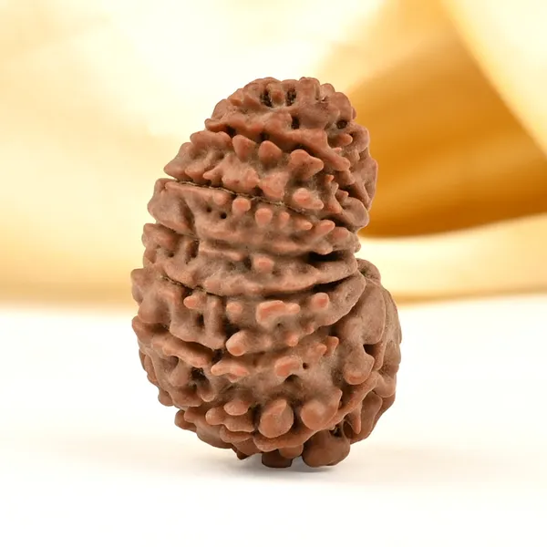 14_Mukhi_Rudraksha_Bead_Nepal_Tiny
