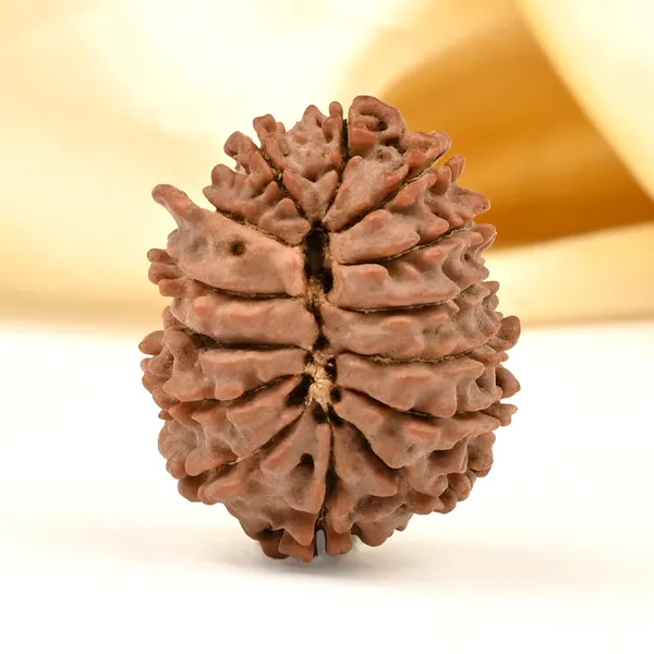 14_Mukhi_Rudraksha_Bead_Nepal_Tiny