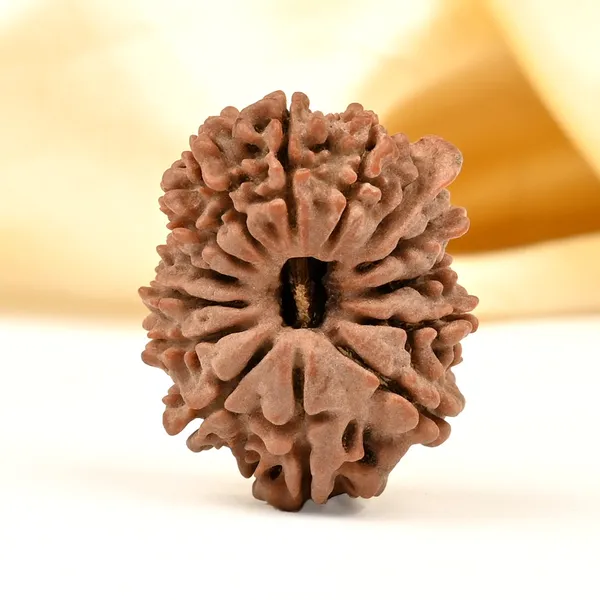 14_Mukhi_Rudraksha_Bead_Nepal_Tiny