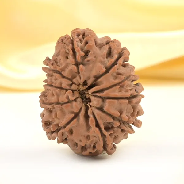 10_Mukhi_From_Nepal_Small_Cdxlix
