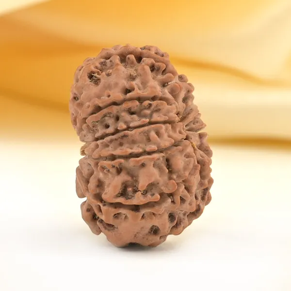 10_Mukhi_From_Nepal_Small_Cdxlix