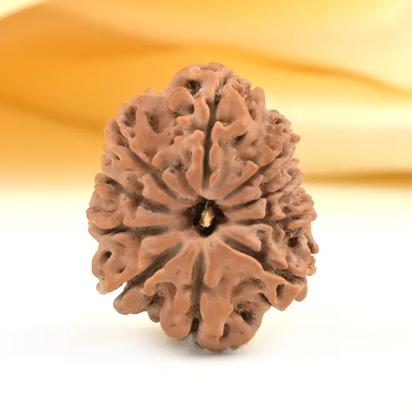 10_Mukhi_From_Nepal_Small_Cdxlix