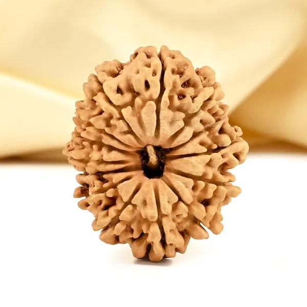 14_Mukhi_From_Nepal_Cclxvi_Small