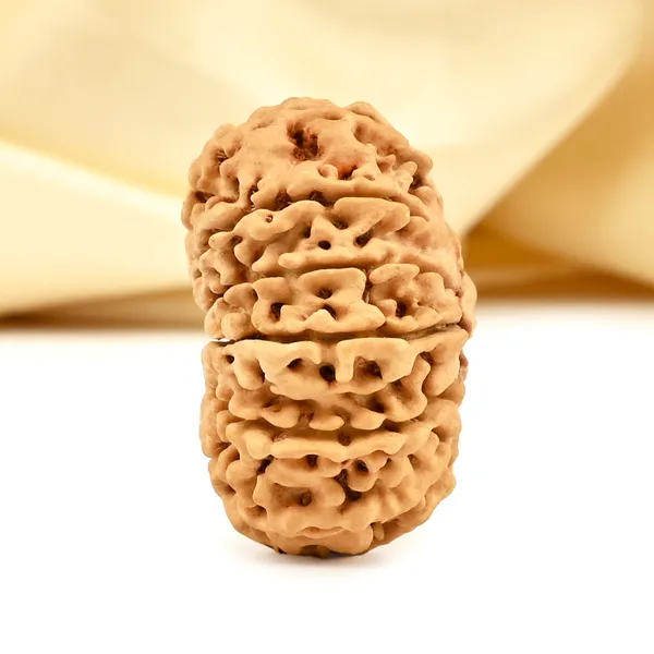 14_Mukhi_From_Nepal_Cclxvi_Small