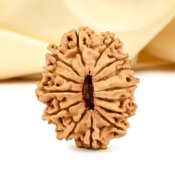 14_Mukhi_From_Nepal_Cclxvi_Small