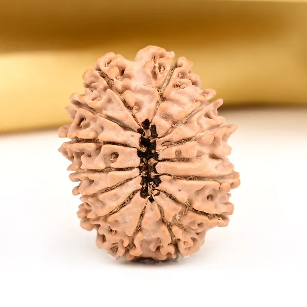 14_Mukhi_From_Nepal_Ccxxvi