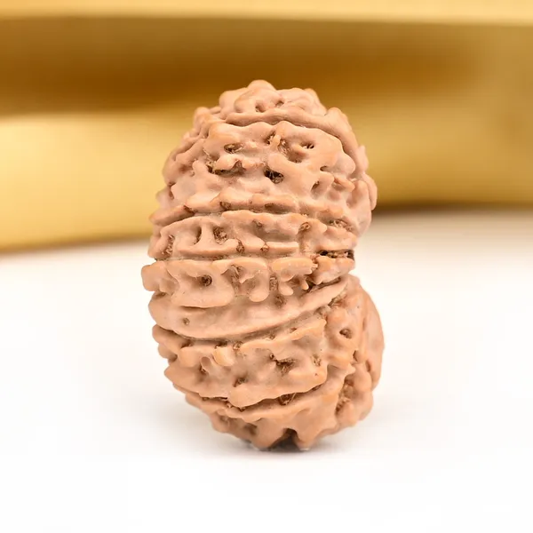 14_Mukhi_From_Nepal_Ccxxvi