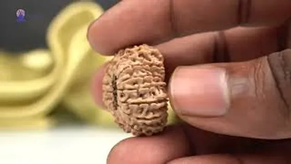 14_Mukhi_From_Nepal_Ccxxvi