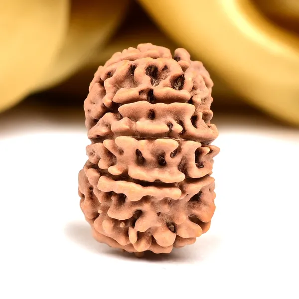 11_Mukhi_From_Nepal_Ccclxxii