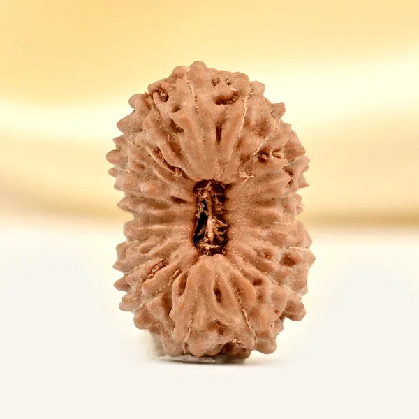 18_Mukhi_From_Java_Indonesia_Small_Ccxxxvii