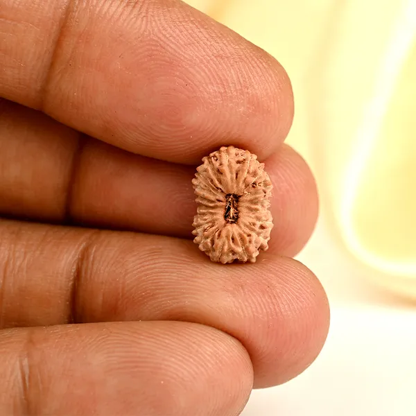18_Mukhi_From_Java_Indonesia_Small_Ccxxxvii