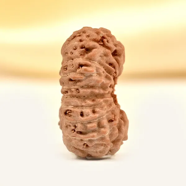 18_Mukhi_From_Java_Indonesia_Small_Ccxxxvii