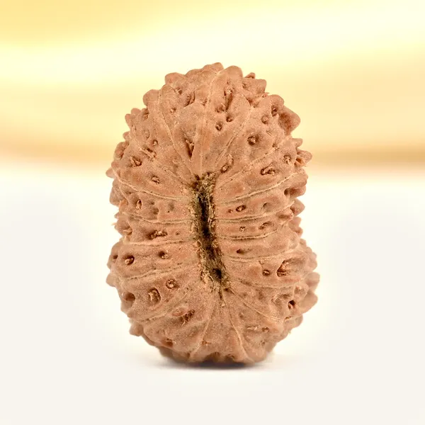 18_Mukhi_From_Java_Indonesia_Small_Ccxxxvii