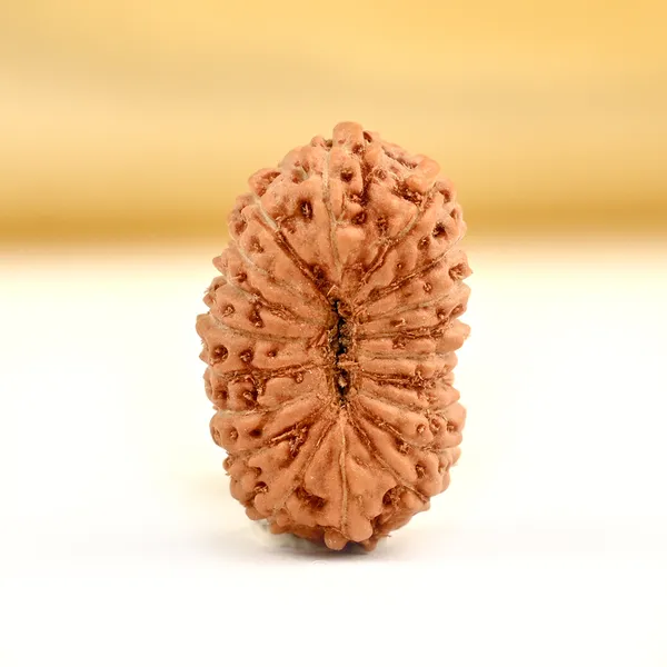 19_Mukhi_From_Java_Indonesia_Small_Cxcv