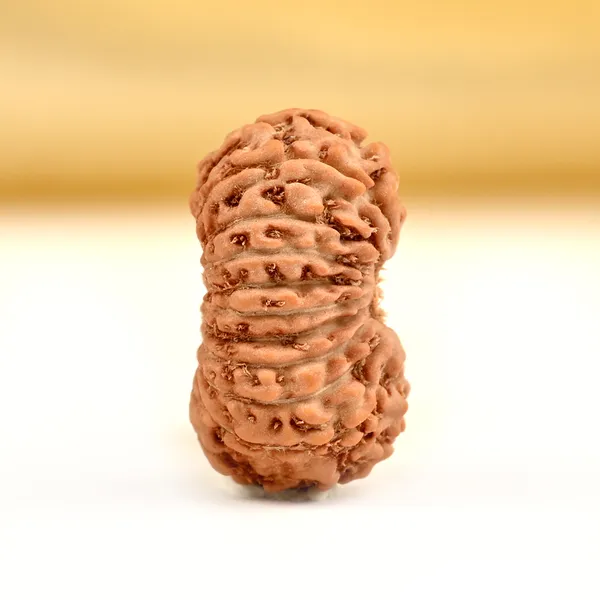 19_Mukhi_From_Java_Indonesia_Small_Cxcv