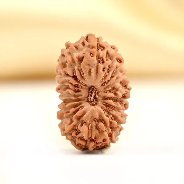 19_Mukhi_From_Java_Indonesia_Small_Cxcv