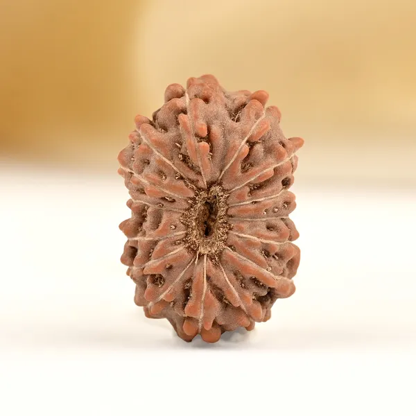 15_Mukhi_From_Java_Indonesia_Small_Ccxcvii