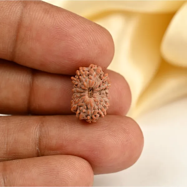 15_Mukhi_From_Java_Indonesia_Small_Ccxcvii