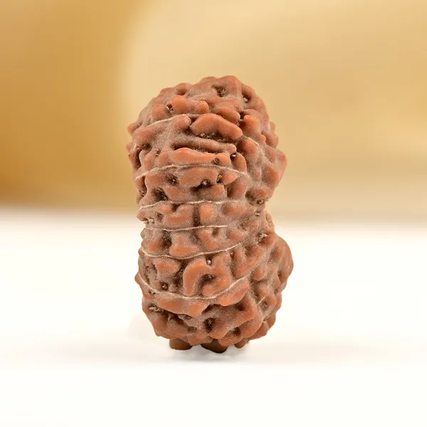 15_Mukhi_From_Java_Indonesia_Small_Ccxcvii