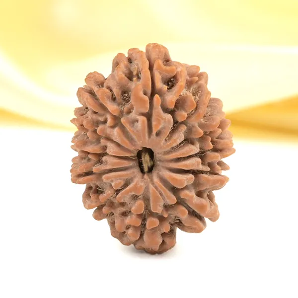 12_Mukhi_From_Nepal_Small_Cdxxxi