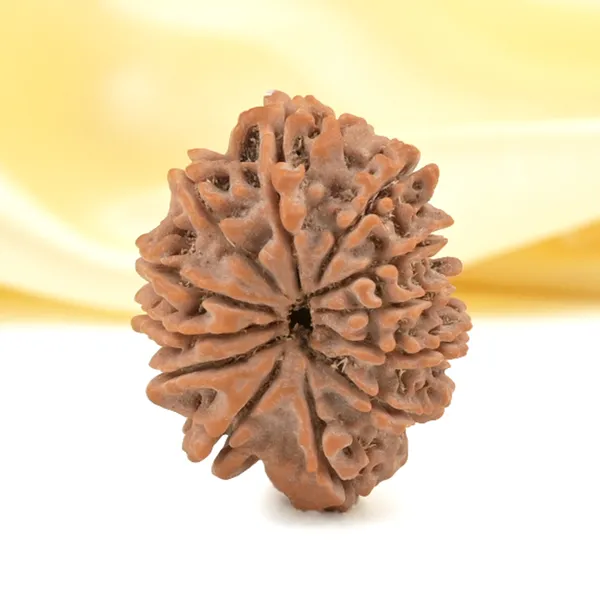 12_Mukhi_From_Nepal_Small_Cdxxxi